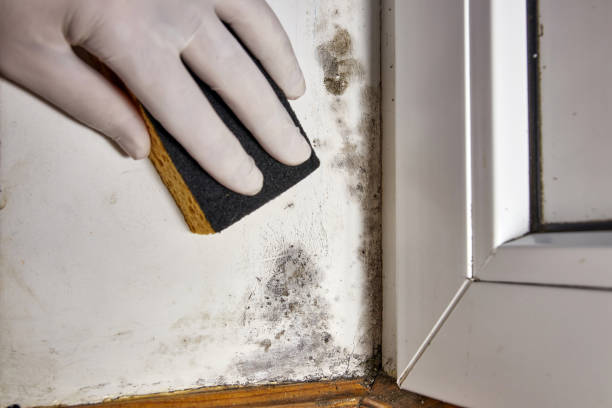 Best Post-Construction Mold Inspection  in Port Edwards, WI