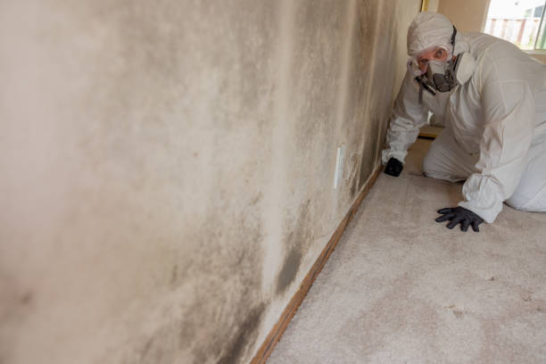 Best Industrial Mold Remediation  in Port Edwards, WI